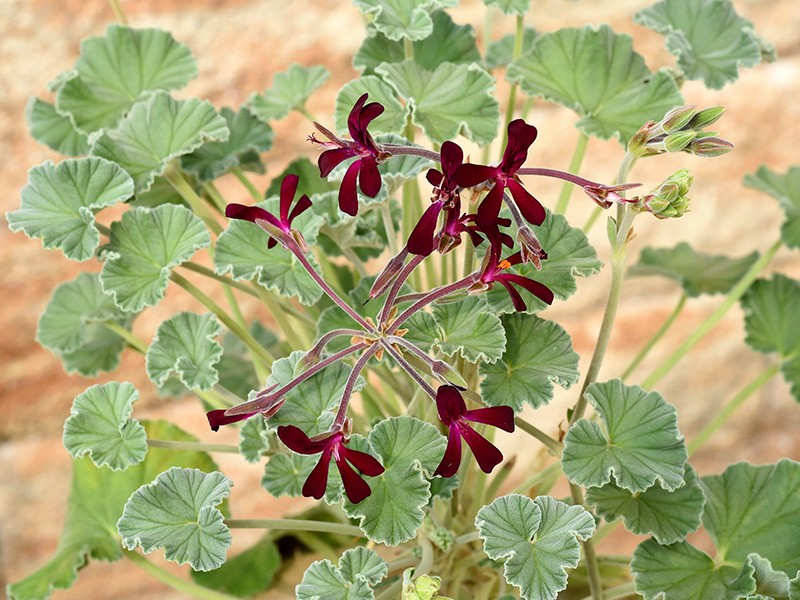 Foto Pelargonium sidoides